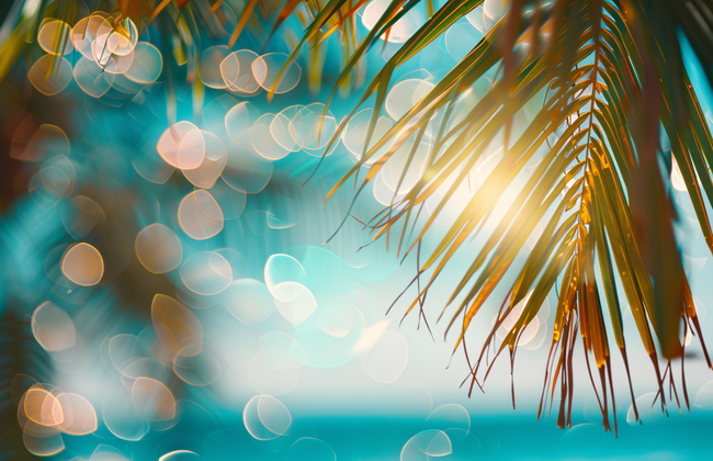 夏日阳光椰子树背景高清图片