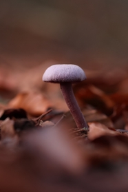 秋天地面落叶蘑菇摄影图片