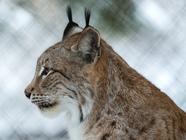 野生欧洲山猫摄影图片