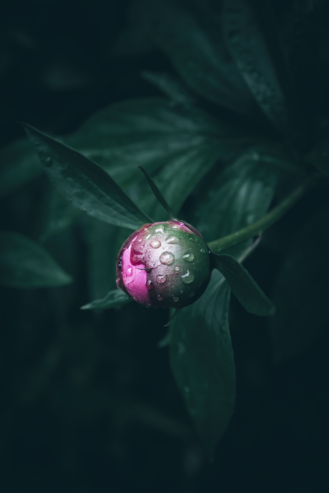 雨后含苞待放牡丹花蕾摄影图片