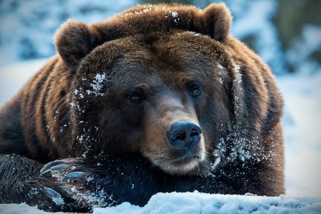 冬季雪地野生棕熊写真高清图片