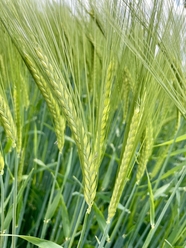 绿色麦田小麦麦穗摄影图片