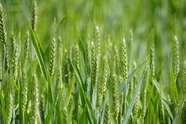 麦田绿色小麦庄稼植物摄影图片