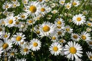白色洋甘菊花卉摄影图片