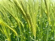 绿色稻田未成熟的谷物麦穗图片