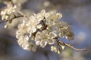 微距特写白色樱花树枝摄影图片