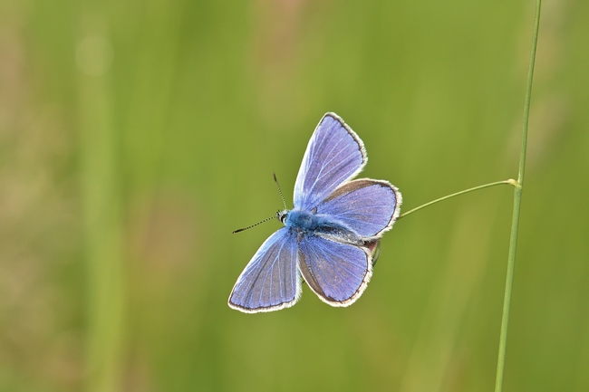 野生蓝色蛱蝶摄影图片