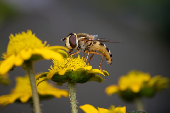 大黄蜂采蜜授粉摄影图片