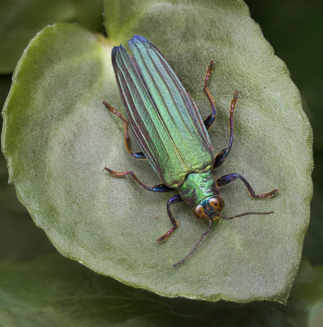 绿叶宝石甲虫摄影图片