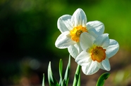春天白色水仙花花枝摄影图片