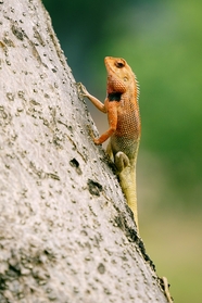 野生变色龙蜥蜴爬树摄影图片