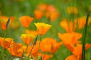 加利福尼亚橙色罂粟花摄影图片