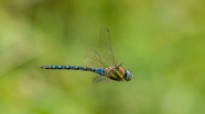 阔翅豆娘蜻蜓飞行摄影图片