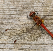 红色豆娘蜻蜓摄影图片