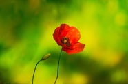 红色野生罂粟花花朵摄影图片