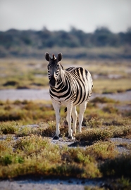 非洲大草原野生斑马摄影图片