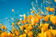 加州罂粟花绽放摄影图片