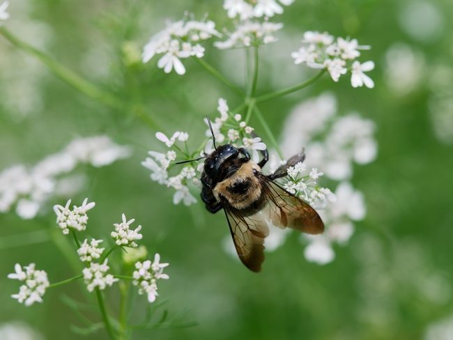 蜜蜂采集花蜜摄影图片
