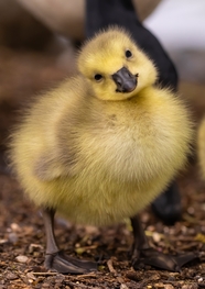黄色小雏鸭摄影图片