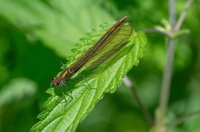 停歇在绿叶上的阔翅豆娘蜻蜓图片