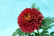红色大丽菊摄影图片