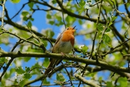 春天绿色树枝上歌唱的知更鸟图片