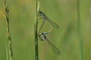 绿色阔翅豆娘蜻蜓昆虫摄影图片