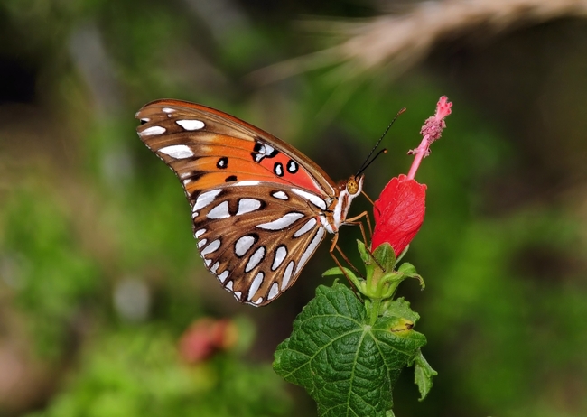 野生彩色豹纹蝶摄影图片