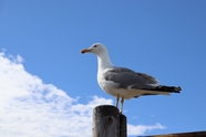 蓝天下站在木桩上的海鸥图片
