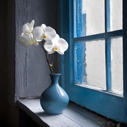 蓝色窗台白色蝴蝶兰插花摄影图片