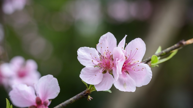 粉色桃花花枝盛开微距摄影图片