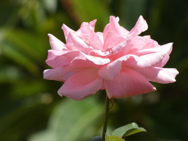 粉色玫瑰花花枝摄影图片