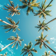 蓝色天空棕榈树摄影图片