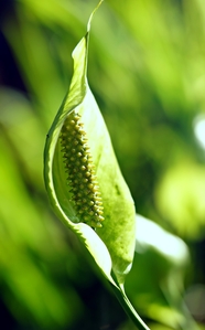 白鹤芋植物摄影图片