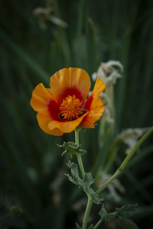 野生橙黄色罂粟花微距摄影图片