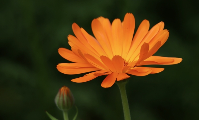 橙色万寿菊摄影图片