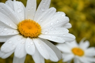雨后白色雏菊摄影图片
