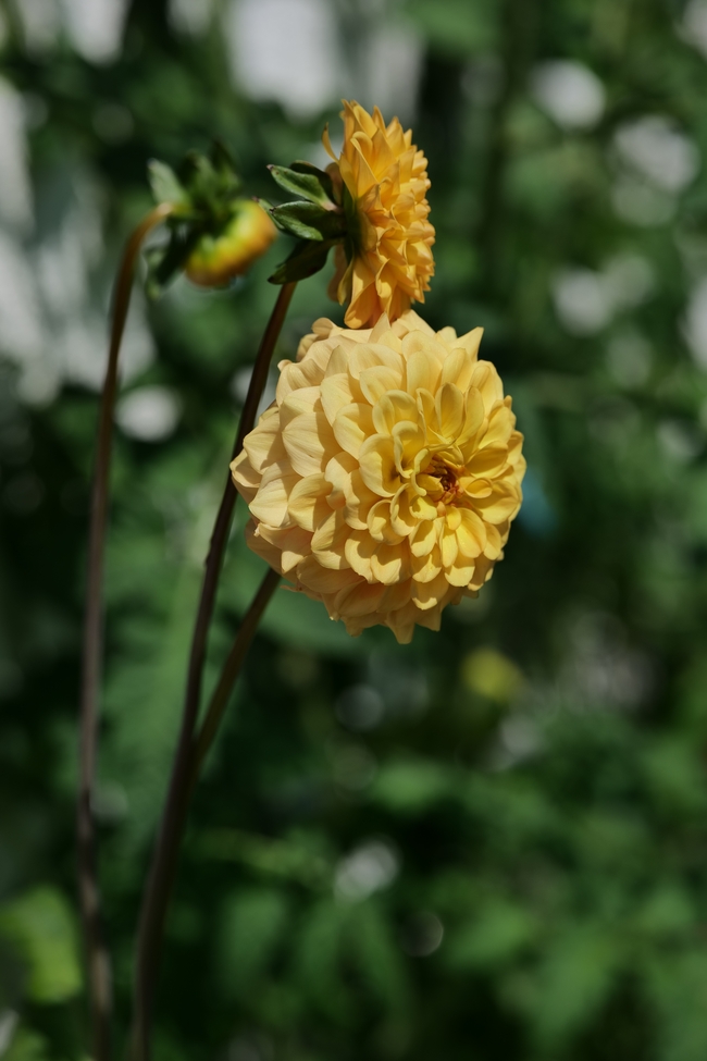 野生黄色大丽菊摄影图片