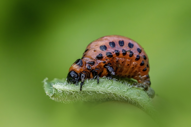 科罗拉多甲虫摄影图片