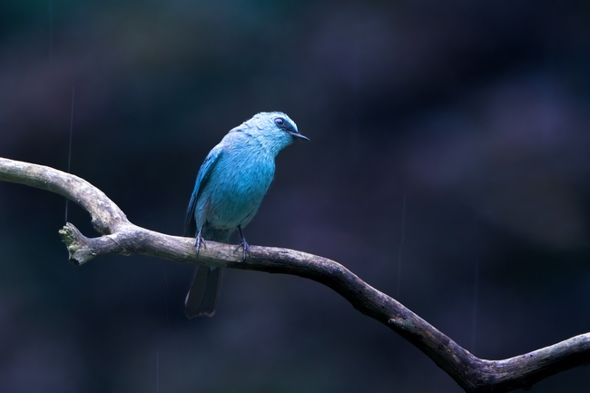 站在树枝上的野生蓝色小鸟图片