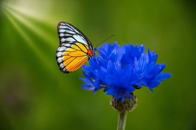蓝色花朵上的彩色蛱蝶图片