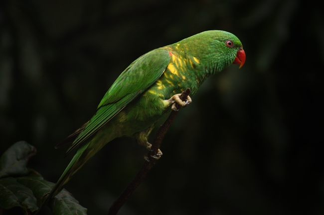 澳洲绿色长尾鹦鹉摄影图片
