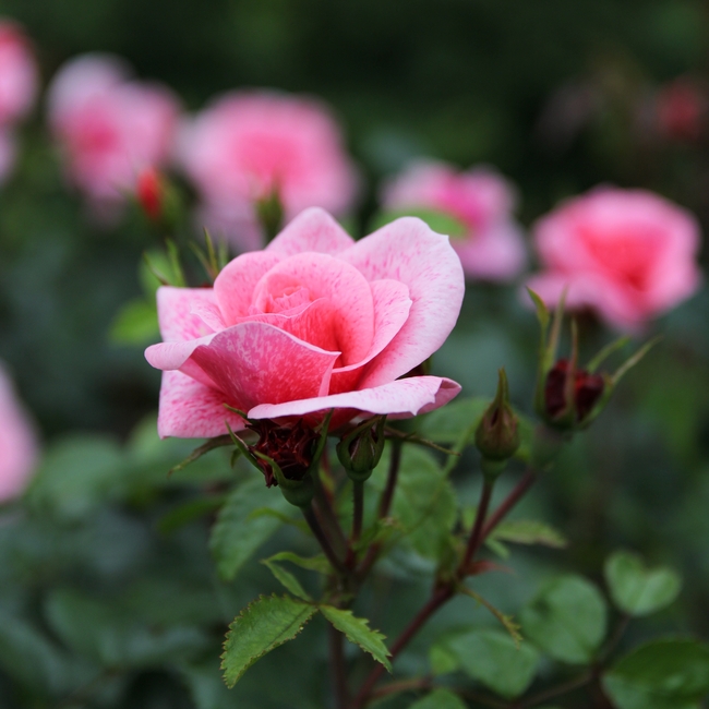 唯美粉色蔷薇花卉摄影图片