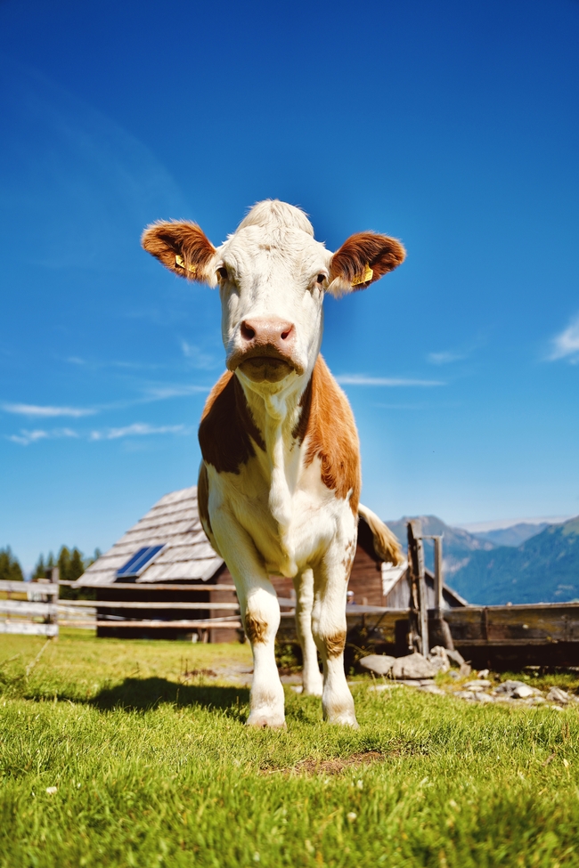 蓝天白云绿色牧场奶牛摄影图片
