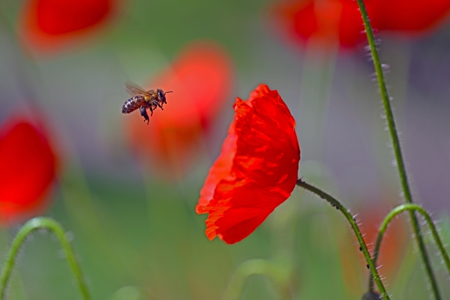 红色罂粟花蜜蜂采蜜图片