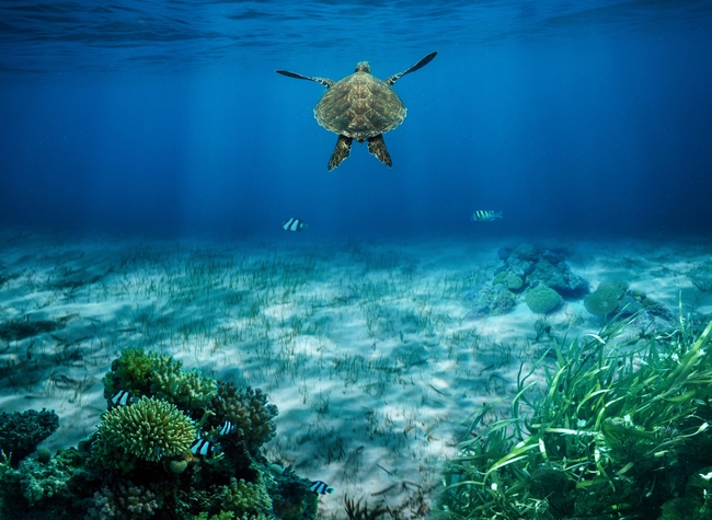 蓝色深海珊瑚礁海龟摄影图片