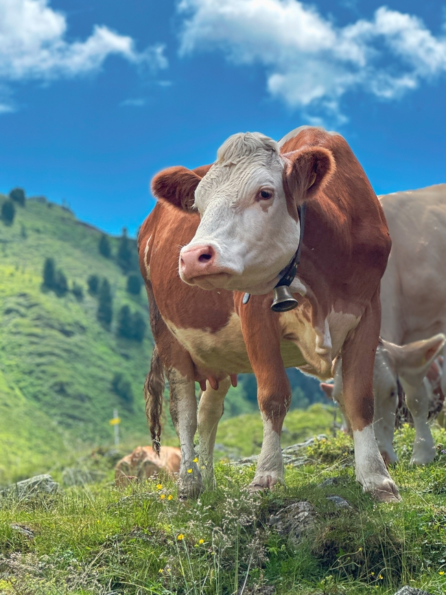 蓝天白云绿色山野牧场奶牛摄影图片
