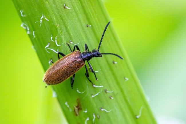 拉格里亚甲虫摄影图片