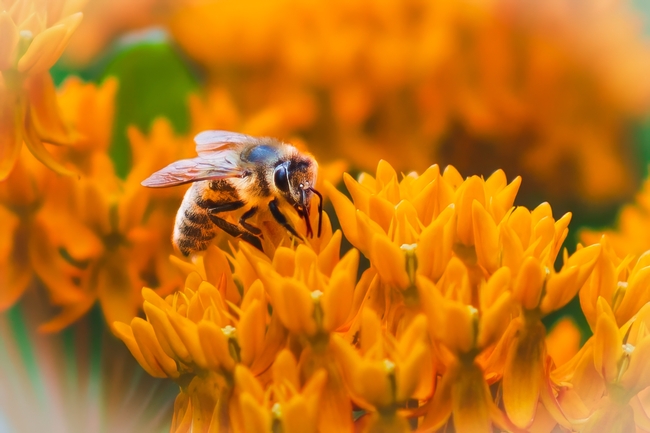 橙色花簇上蜜蜂采蜜摄影图片