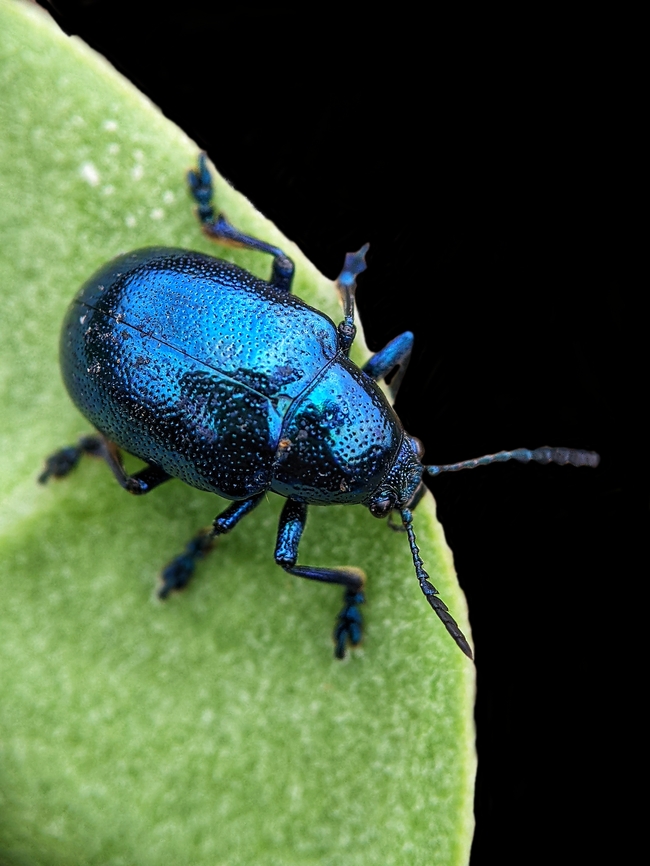 趴在树叶上的蓝色甲虫图片